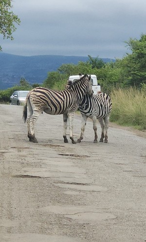 Showing some love between zebras