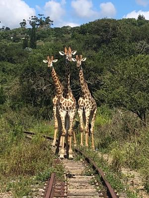 Giraffe siblings looking at camera