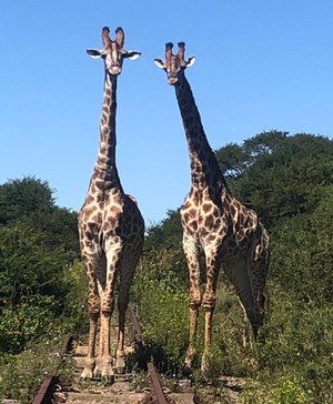Two giraffes looking at camera