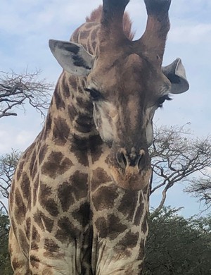 Portrait of giraffe looking at camera