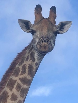 Close up of head of giraffe