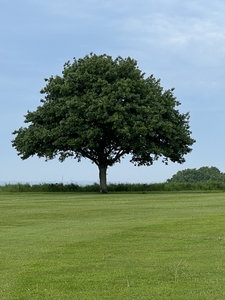 Big tree standing in field