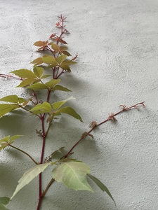 Plant growing against white wall Atlanta,