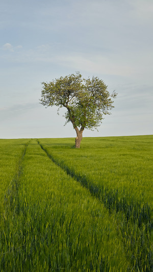 A tree standing in a field