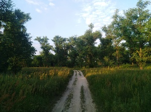 Sand path through meadow and trees
