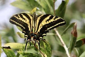 Black And Yellow Butterfly