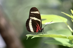 Black White Red Butterfly