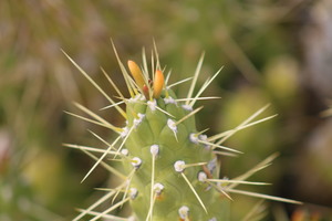 Cactus and Buds