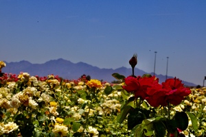 Rose Field Mountains