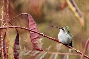 Close Up Resting Hummingbird