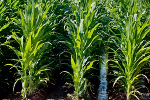 corn Field Water