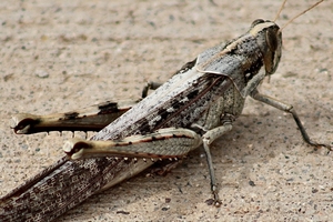 Macro Grasshopper