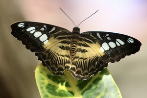 Yellow Black White Butterfly