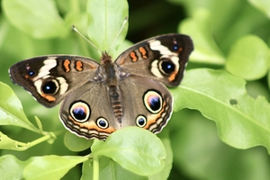 Brown Eye Butterfly