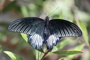 Black/Blue White Butterfly