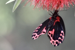 Black Red Butterfly Red Spike Flower