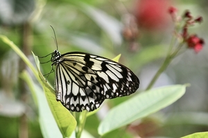 Yellow/White Black Butterfly