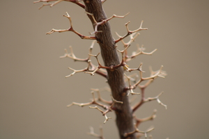 Simple Brown Branch