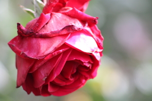 Close Up Red Rose
