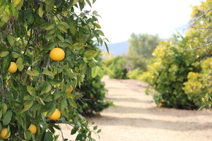 Mountain Citrus Grove lemon tree
