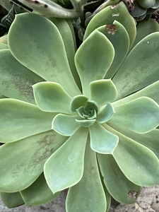 a succulent plant