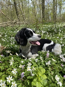 happy dog laying in spring sunshine on flowers
