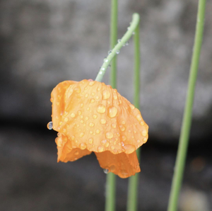 rain drops on yellow flower