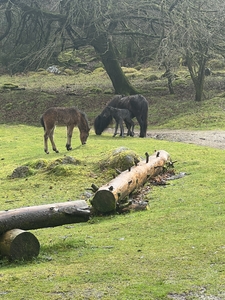 Exmoor pony’s and foal