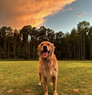 Dog standing on field looking at camera