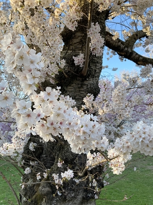 Cherry trees in bloom