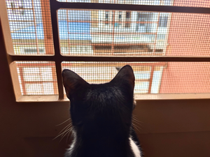 Portrait of black cat from behind on balcony