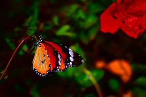 A butterfly standing on a tree branch at night