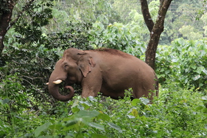 wild elephant, Kerala nature,wild animal,