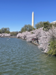 Cherry blossom alongside lake Washington
