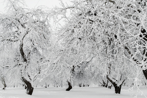Apple orchard in white winter landscape