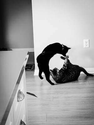 cats circle, playing yin and Yang