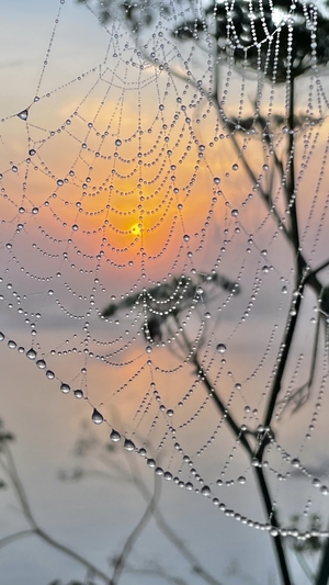spiderweb at sunrise