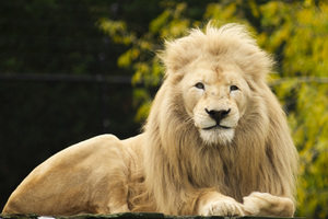 lion photographed in a zoo