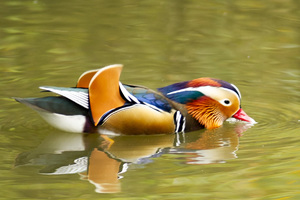 mandarin duck photographed at a zoo