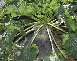 Sugar beets in the field