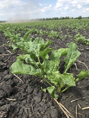 Sugar beets in the field