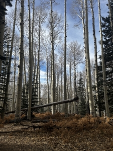 Fallen tree in forest Aspens