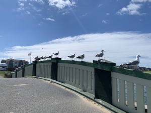 Seagulls sitting on bridge