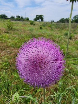 Purple flower in field